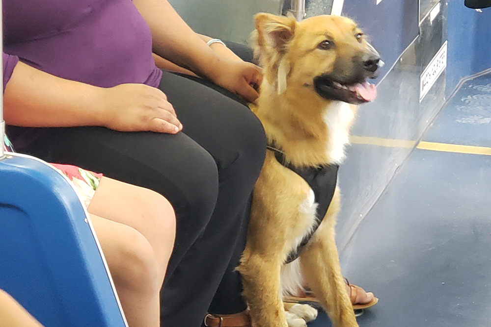 A service dog sit with its owner on a bus. 