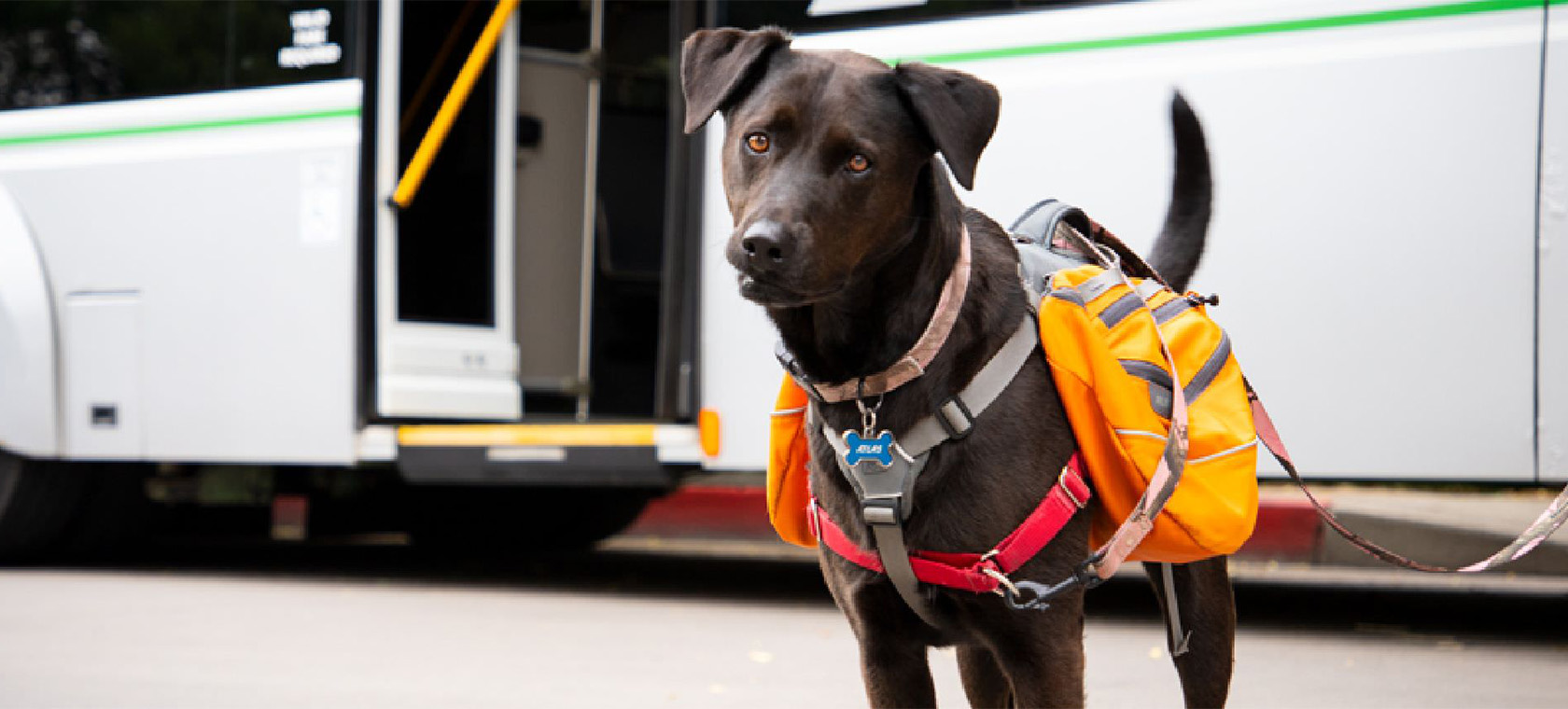 A brown service dog on a leash stands outside a bus with an open door. 